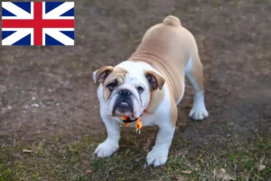 Lees meer over het artikel Engelse Bulldog fokkers en puppy’s in Groot-Brittannië