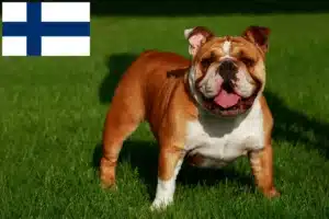 Lees meer over het artikel Engelse Bulldog fokkers en pups in Finland