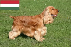 Lees meer over het artikel Engelse Cocker Spaniel fokkers en pups in Hongarije