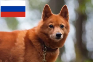 Lees meer over het artikel Finnspitz fokkers en pups in Rusland