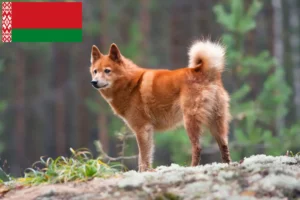 Lees meer over het artikel Finnspitz fokkers en pups in Wit-Rusland