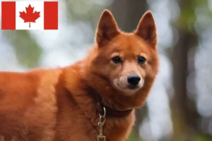 Lees meer over het artikel Finnspitz fokkers en pups in Canada