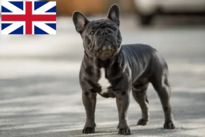 Lees meer over het artikel Franse Bulldog fokkers en puppy’s in Groot-Brittannië