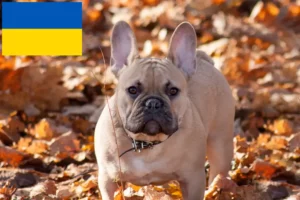 Lees meer over het artikel Franse Bulldog fokkers en pups in Oekraïne