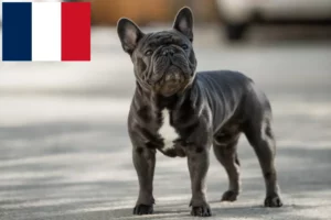 Lees meer over het artikel Franse Bulldog fokkers en puppies in Réunion