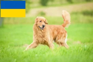 Lees meer over het artikel Golden Retriever fokkers en puppy’s in Oekraïne