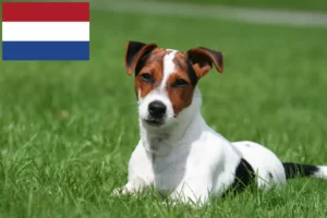 Lees meer over het artikel Jack Russell fokkers en pups in Nederland