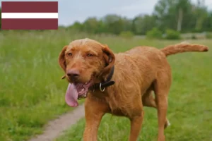 Lees meer over het artikel Magyar Vizsla fokkers en pups in Letland