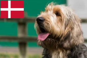 Lees meer over het artikel Otterhondenfokkers en pups in Denemarken