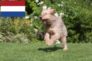 Lees meer over het artikel Otterhonden fokkers en pups in Nederland