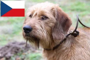 Lees meer over het artikel Styrian Wirehaired Teckelfokkers en puppies in Tsjechië