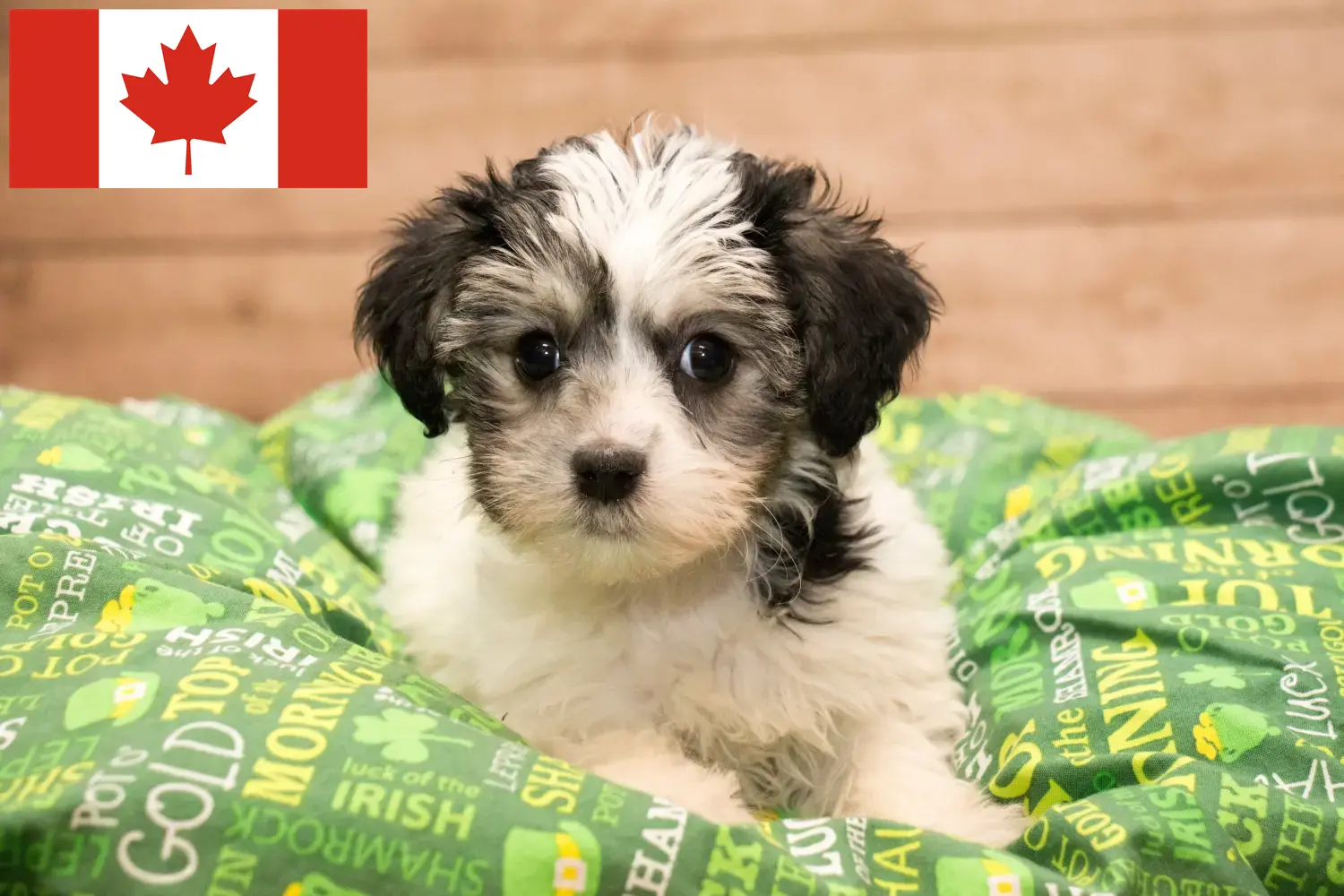 Lees meer over het artikel Yorkipoo fokkers en pups in Canada