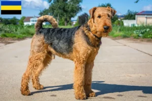 Lees meer over het artikel Airedale Terrier fokkers en pups in Gelderland