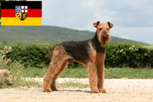 Lees meer over het artikel Airedale Terrier fokkers en pups in Saarland