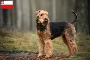 Lees meer over het artikel Airedale Terrier fokkers en pups in Utrecht