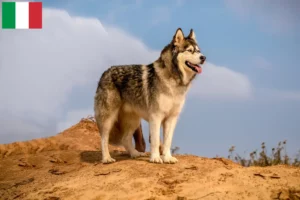 Lees meer over het artikel Alaska Malamute fokkers en pups in Italië