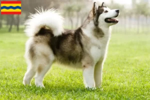 Lees meer over het artikel Alaska Malamute fokkers en pups in Overijssel