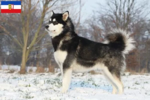 Lees meer over het artikel Alaska Malamute fokkers en pups in Sleeswijk-Holstein