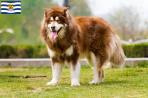 Lees meer over het artikel Alaska Malamute fokkers en pups in Zeeland