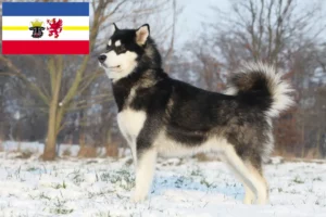 Lees meer over het artikel Alaska Malamute fokkers en pups in Mecklenburg-Vorpommern