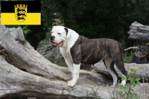 Lees meer over het artikel American Bulldog fokkers en pups in Baden-Württemberg