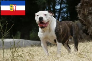 Lees meer over het artikel Amerikaanse Bulldog fokkers en pups in Sleeswijk-Holstein