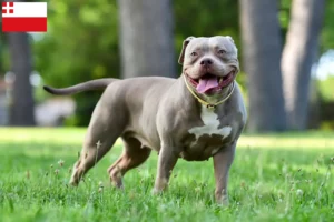 Lees meer over het artikel American Bulldog fokkers en pups in Utrecht