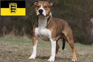 Lees meer over het artikel American Staffordshire Terrier fokkers en pups in Baden-Württemberg