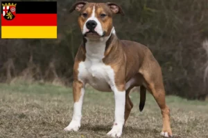 Lees meer over het artikel American Staffordshire Terrier fokkers en pups in Rijnland-Palts