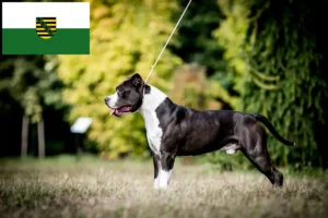 Lees meer over het artikel American Staffordshire Terrier fokkers en pups in Saksen