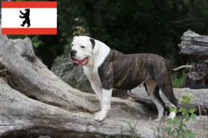 Lees meer over het artikel Amerikaanse Bulldog fokkers en pups in Berlijn