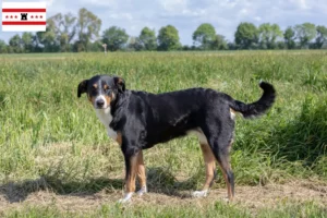 Lees meer over het artikel Appenzell Sennenhondenfokker en Puppies in Drenthe