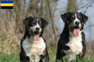 Lees meer over het artikel Appenzell Sennenhondenfokker en Puppies in Gelderland