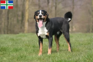 Lees meer over het artikel Appenzell Sennenhond fokker en pups in Groningen