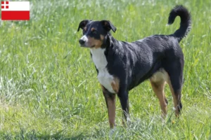 Lees meer over het artikel Appenzell Sennenhond fokker en pups in Utrecht