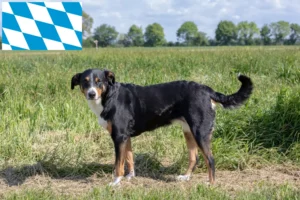 Lees meer over het artikel Appenzell Sennenhondenfokker en Puppies in Beieren