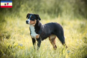 Lees meer over het artikel Appenzell Sennenhondenfokker en Puppies in Mecklenburg-Vorpommern