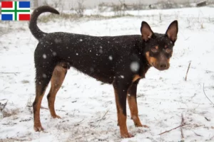 Lees meer over het artikel Australian Kelpie fokker en pups in Groningen