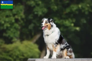 Lees meer over het artikel Australian Shepherd fokkers en pups in Flevoland