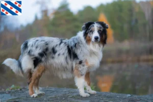 Lees meer over het artikel Australian Shepherd fokkers en pups in Friesland