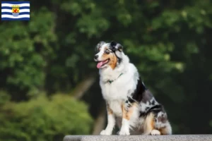 Lees meer over het artikel Australian Shepherd fokkers en pups in Zeeland