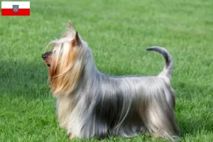 Lees meer over het artikel Australian Silky Terrier fokkers en pups in Thüringen