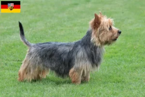 Lees meer over het artikel Australian Terrier fokkers en puppies in Saarland