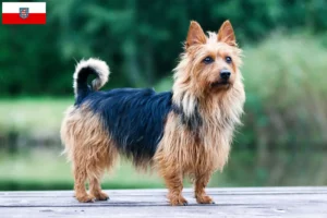 Lees meer over het artikel Australian Terrier fokkers en pups in Thüringen