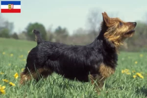 Lees meer over het artikel Australian Terrier fokkers en pups in Sleeswijk-Holstein