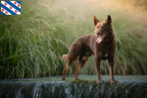 Lees meer over het artikel Australische Kelpie fokker en puppies in Friesland