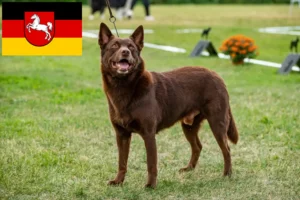 Lees meer over het artikel Australische Kelpie fokkers en puppies in Nedersaksen