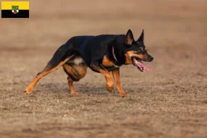 Lees meer over het artikel Australische Kelpie fokkers en puppies in Saksen-Anhalt