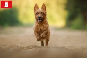 Lees meer over het artikel Australian Terrier fokkers en pups in Hamburg