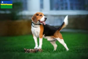 Lees meer over het artikel Beagle fokkers en puppy’s in Flevoland